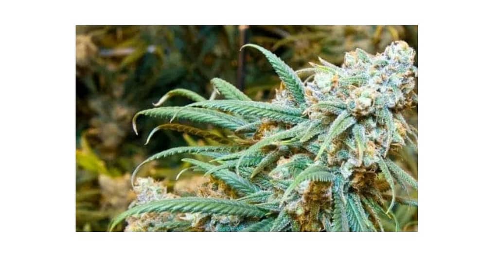 lemon kush