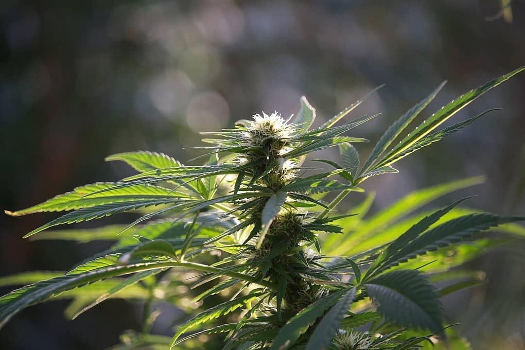 Acid rock hemp