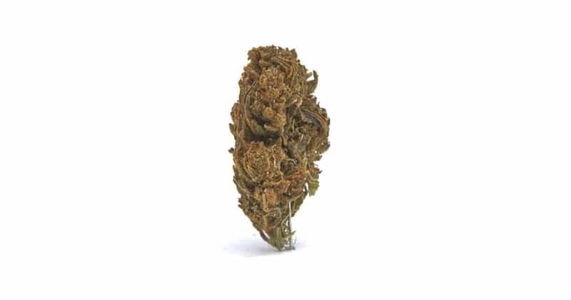 Orange Cookie Strain