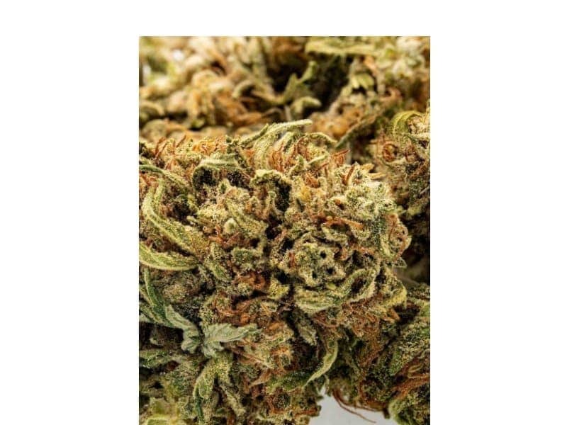 Jack Frost CBG